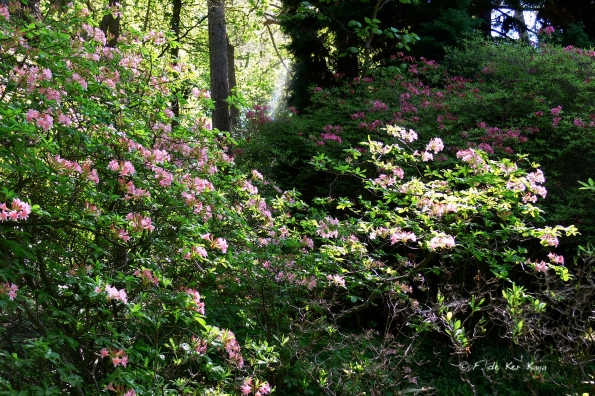 Bois des Moutiers (351) Mai 2012